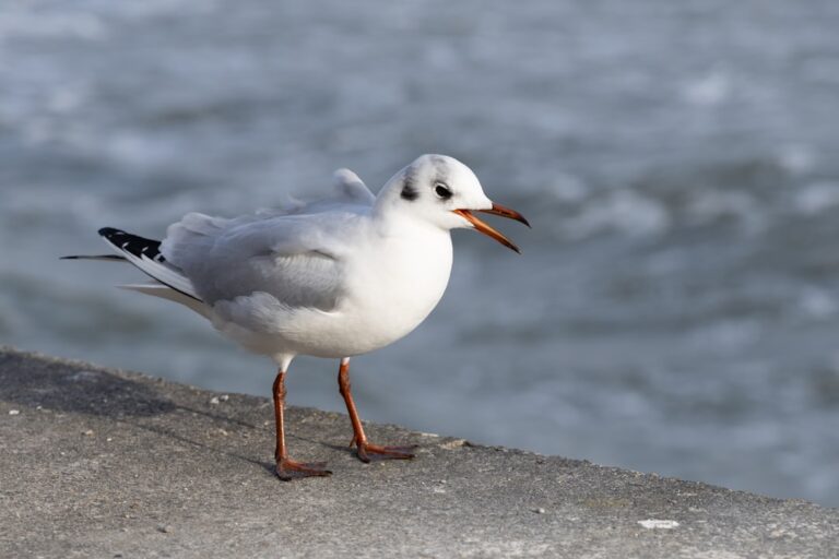 Jak napisać list formalny? Wskazówki i przykłady